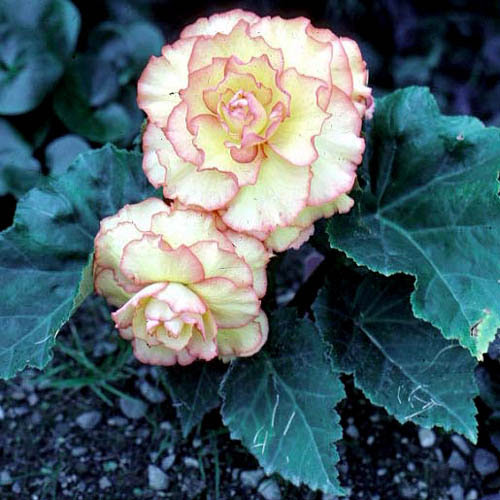 <p>Tuberous Begonia</p>