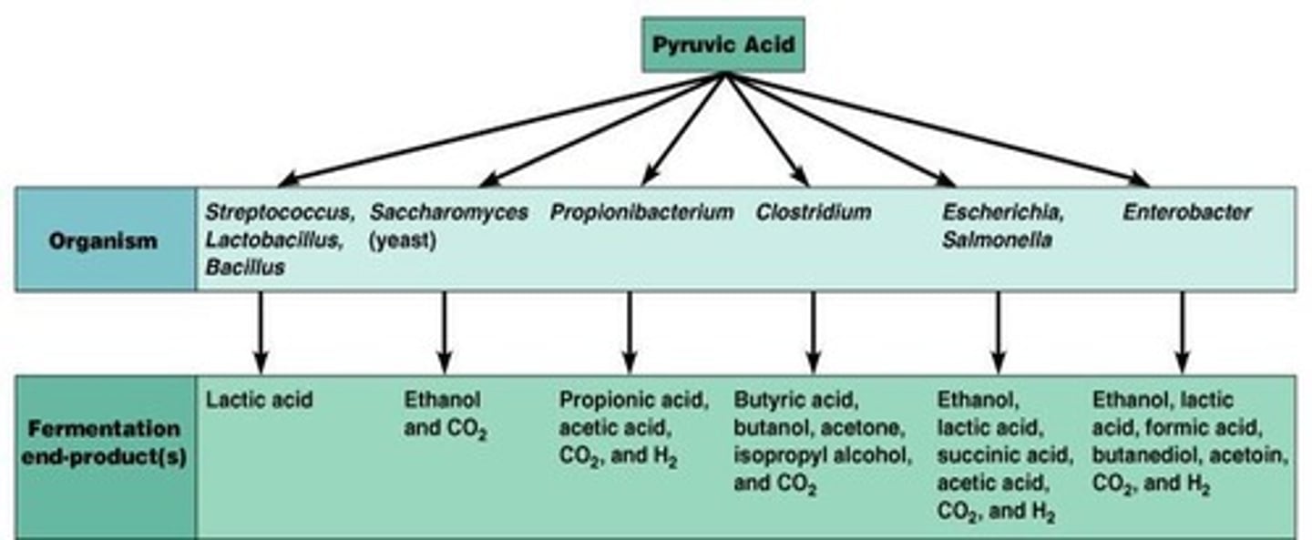 <p>Ethanol, lactic acid, succinic acid, acetic acid, CO2, and H2.</p>