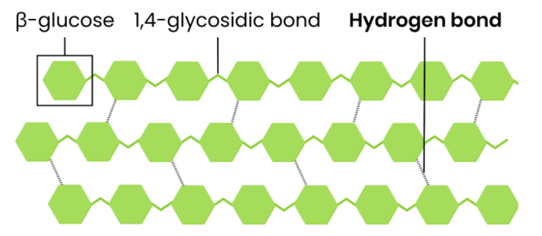 <p>● <strong>Every other</strong> β-glucose molecule is <strong>inverted</strong> in a long, straight, unbranched chain</p><p></p><p> </p><p>● <strong>Many </strong>hydrogen bonds link parallel strands (crosslinks) to form <strong>microfibrils </strong>(strong fibres)</p><p></p><p> </p><p>● Hydrogen bonds are strong in <strong>high numbers</strong></p><p></p><p> </p><p>● So provides <strong>strength </strong>to plant cell walls</p>