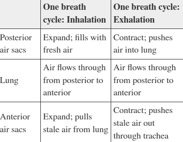 <p><span>A student creates the table above as a study guide. Evaluate the accuracy of the information shown.</span></p><ol><li><p>The information is not accurate because air does not flow through the lungs during exhalation </p></li><li><p>The information is not accurate because air sacs expand during exhalation and contract during inhalation</p></li><li><p>The information shown is accurate</p></li><li><p>The information is not accurate because the anterior air sacs push air when they expand and pull air when they contract</p></li></ol>