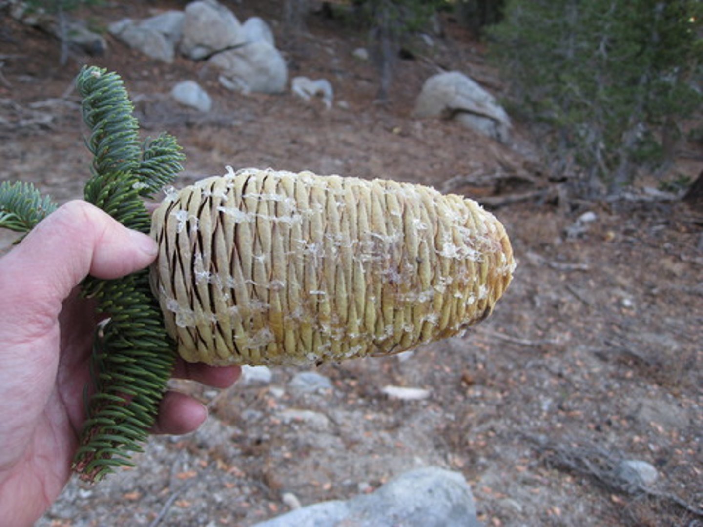 <p>Abies magnifica, Pinaceae</p>