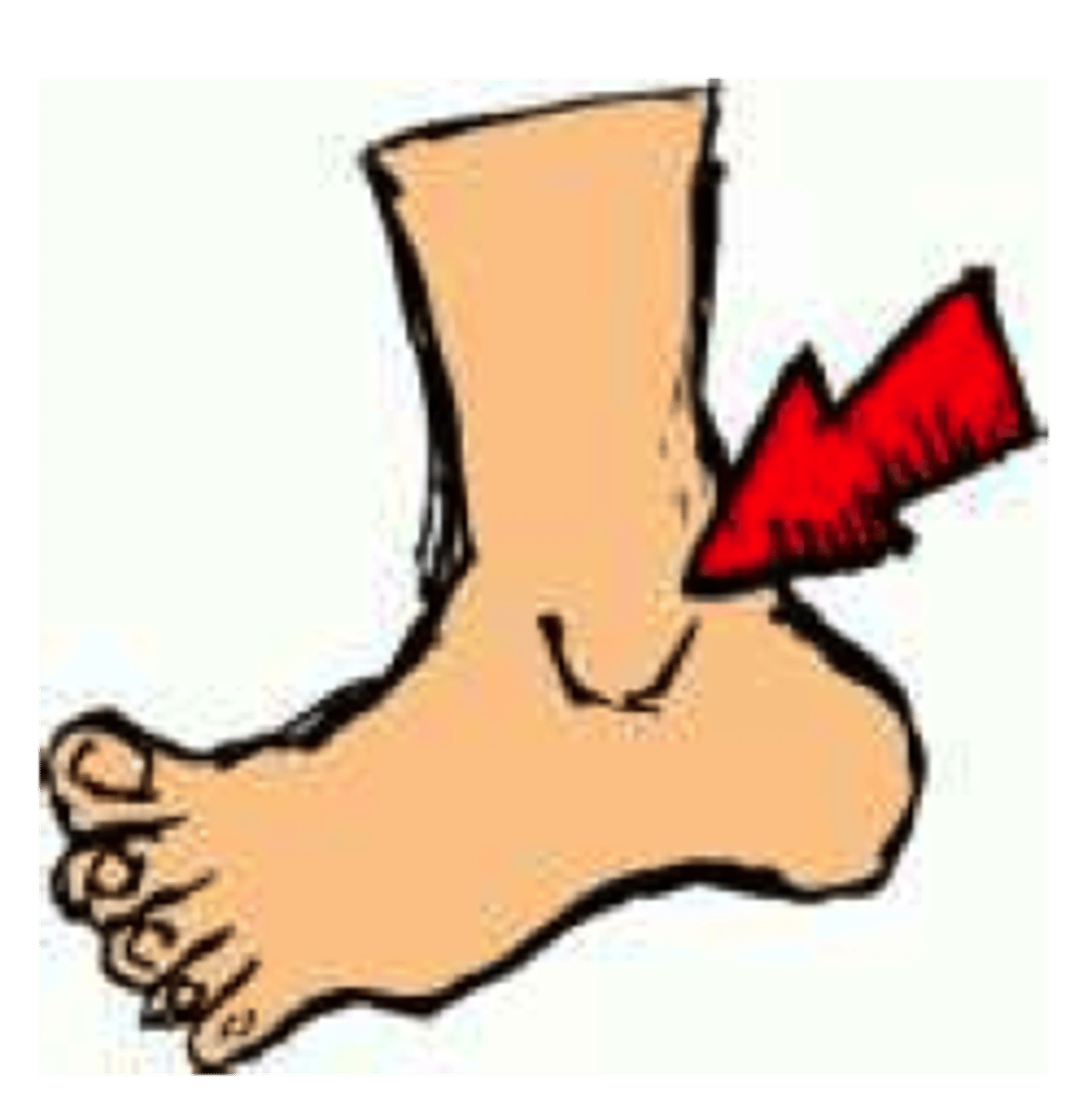 <p>ankle</p>