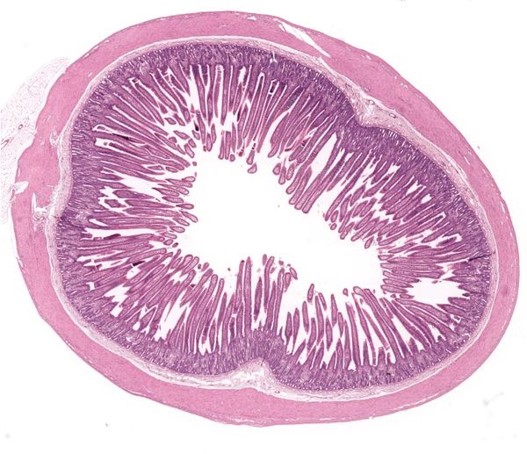 <p>-long fingerlike villi</p><p>-well developed plicae (circular bumps)</p><p>-contains intestinal crypts</p><p>-Paneth cells: produces antimicrobial proteins (at base of crypts)</p>