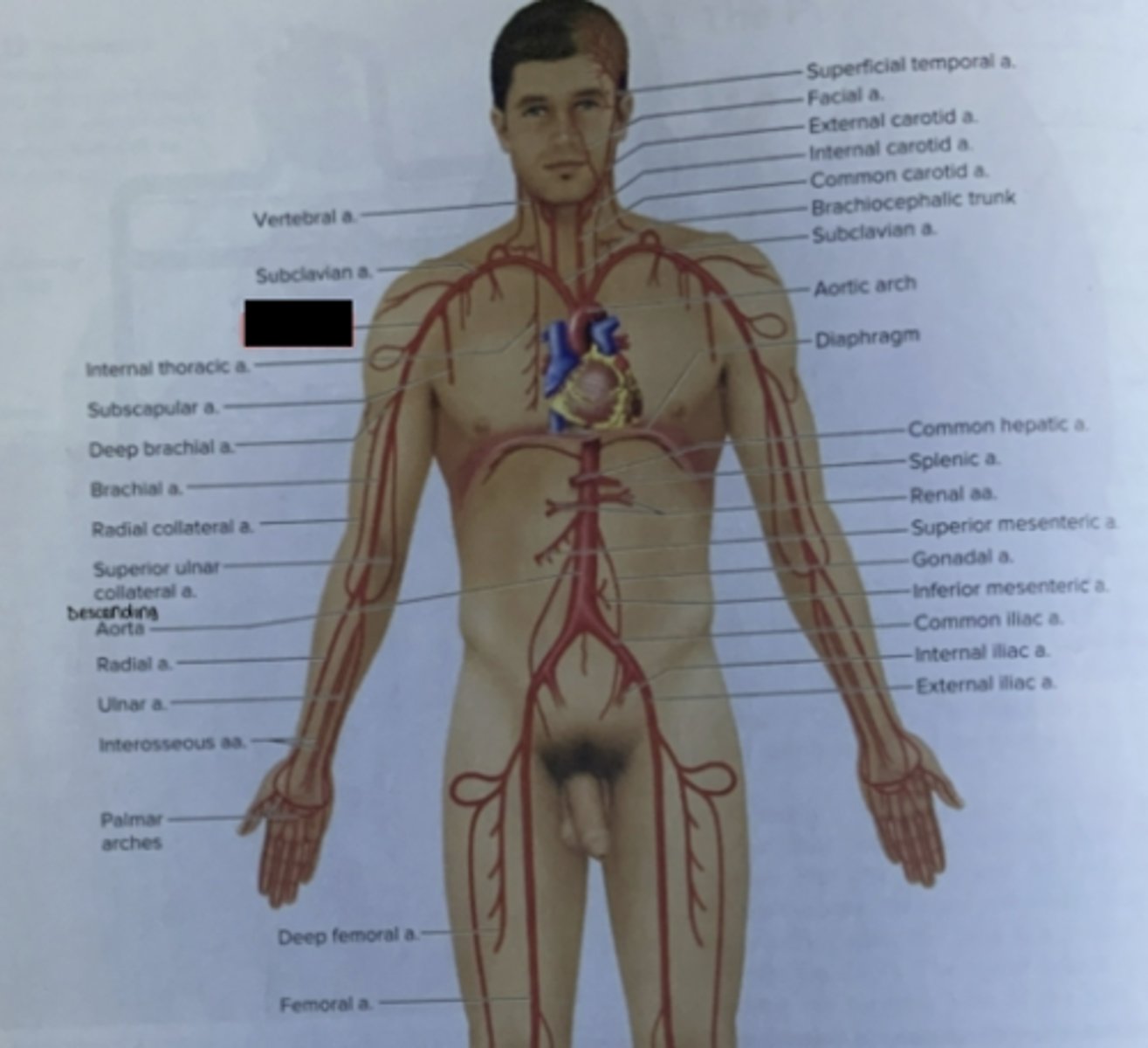 knowt flashcard image