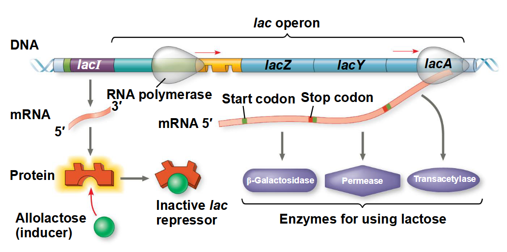 <p>A molecule called an <strong>inducer </strong>(allolactose) inactivates the repressor to turn the <strong>lac operon</strong> on.<br><br>The <strong>inducer</strong> binds the repressor protein, altering<br>its shape of the repressor so it can no longer<br>bind to the operator sequence.</p>