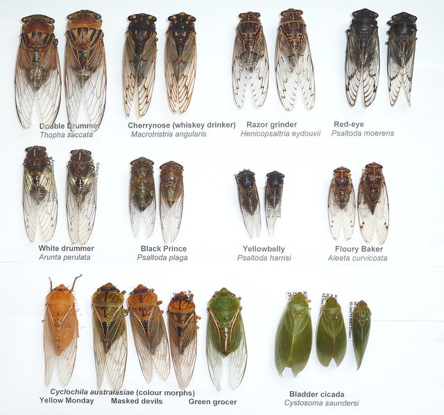 <p>Cicadas</p><p>Order Hemiptera</p>