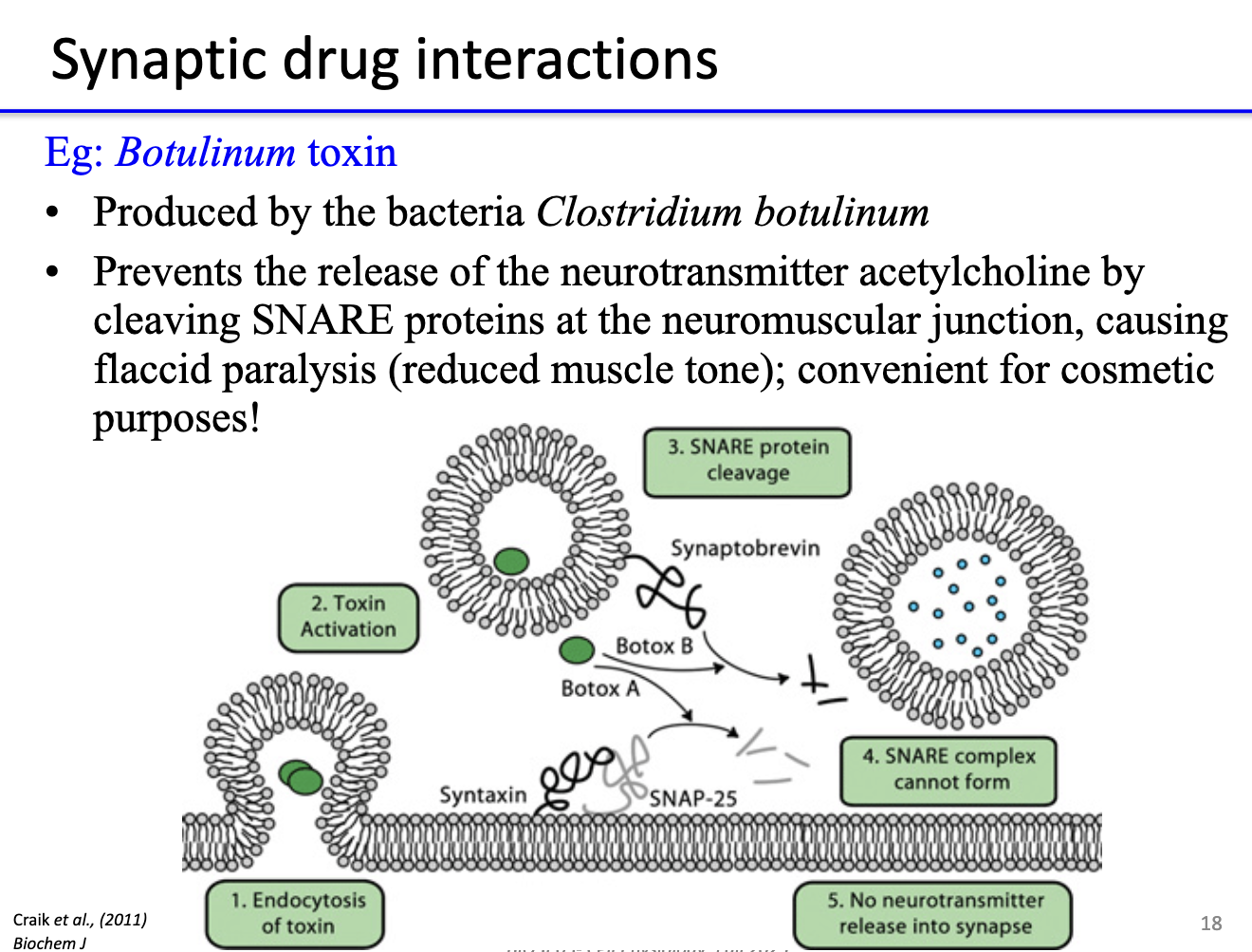 <ul><li><p>Produced by <strong>Clostridium botulinum</strong>.</p></li><li><p><strong>Cleaves SNARE proteins</strong> → prevents <strong>acetylcholine release</strong> at neuromuscular junction.</p></li><li><p>Causes <strong>flaccid paralysis</strong> (muscle cannot contract).</p></li><li><p>Used <strong>therapeutically/cosmetically</strong> to relax muscles (e.g., Botox).</p></li></ul><p></p>