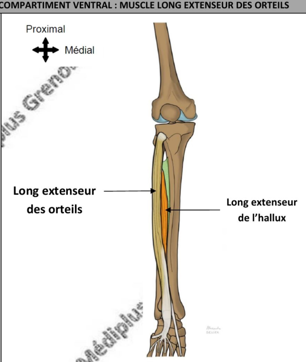 <ul><li><p>vertical, bord ventro-latéral de la jambe </p></li><li><p>Extenseur des orteils sur art inter-phalangiennes distales &amp; proximales de chq orteil / eversion du pied sur art cheville </p></li><li><p>Nerf fibulaire profond </p></li></ul><p></p>