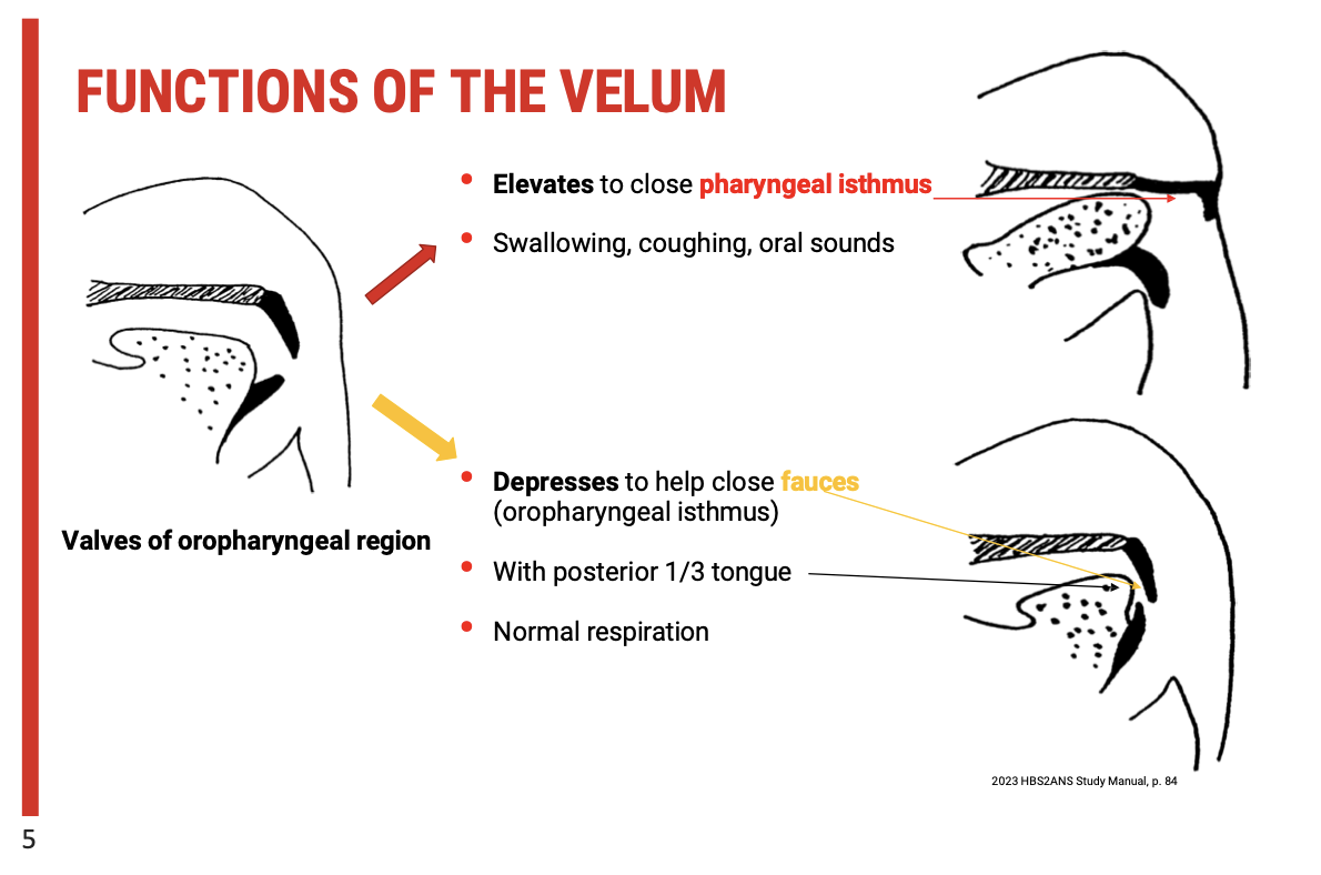 <p><span><strong>1. Velar Elevation</strong></span></p><ul><li><p><span><strong>Action</strong>: The velum&nbsp;<strong>elevates</strong>&nbsp;to contact the posterior pharyngeal wall.</span></p></li><li><p><span><strong>Purpose</strong>:</span></p><ul><li><p><span><strong>Closes the pharyngeal isthmus</strong>&nbsp;(between the nasopharynx and oropharynx).</span></p></li><li><p><span>Prevents food or liquid from entering the&nbsp;<strong>nasal cavity</strong>&nbsp;during:</span></p><ul><li><p><span><strong>Swallowing</strong></span></p></li><li><p><span><strong>Coughing</strong></span></p></li><li><p><span><strong>Production of certain oral speech sounds</strong>&nbsp;(e.g. plosives, fricatives)</span></p></li></ul></li></ul></li><li><p><span><strong>Key Function</strong>: Facilitates&nbsp;<strong>velopharyngeal port closure</strong>&nbsp;for airway protection and sound clarity in speech.</span></p></li></ul><p><span><strong>2. Velar Depression</strong></span></p><ul><li><p><span><strong>Action</strong>: The velum&nbsp;<strong>lowers</strong>&nbsp;toward the tongue.</span></p></li><li><p><span><strong>Purpose</strong>:</span></p><ul><li><p><span>Helps close the&nbsp;<strong>fauces</strong>&nbsp;(aka&nbsp;<strong>oropharyngeal isthmus</strong>) with the&nbsp;<strong>posterior third of the tongue</strong>.</span></p></li><li><p><span>Occurs during&nbsp;<strong>normal nasal breathing</strong>&nbsp;(respiration).</span></p></li></ul></li><li><p><span><strong>Key Function</strong>: Maintains an open passage between the oral and nasal cavities for airflow during rest.</span></p></li><li><p></p></li></ul><p></p>