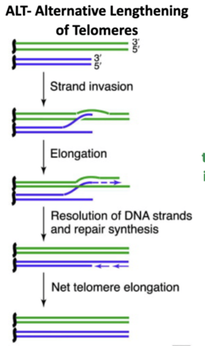 <p>Maintain Telomeres by:</p><p>- upregulate telomerase (80-90%)</p><p>- the ALT mechanism that uses homologous recombination based process (10-20%)</p>