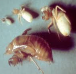 <p>What bugs family is this</p>