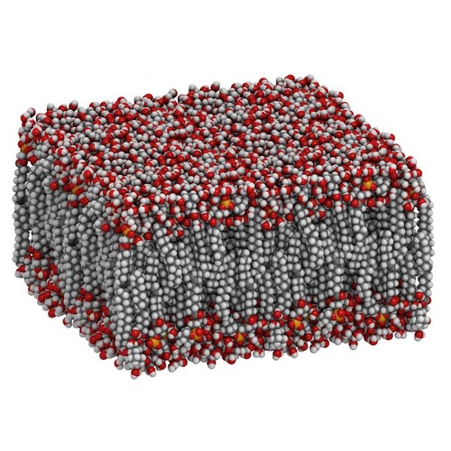 There is water both outside and inside the cell. Phospholipids will arrange themselves in a bilayer so that the hydrophilic head associates with water and the hydrophobic tails face each other, away from the water.