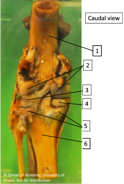 <p>6</p>
