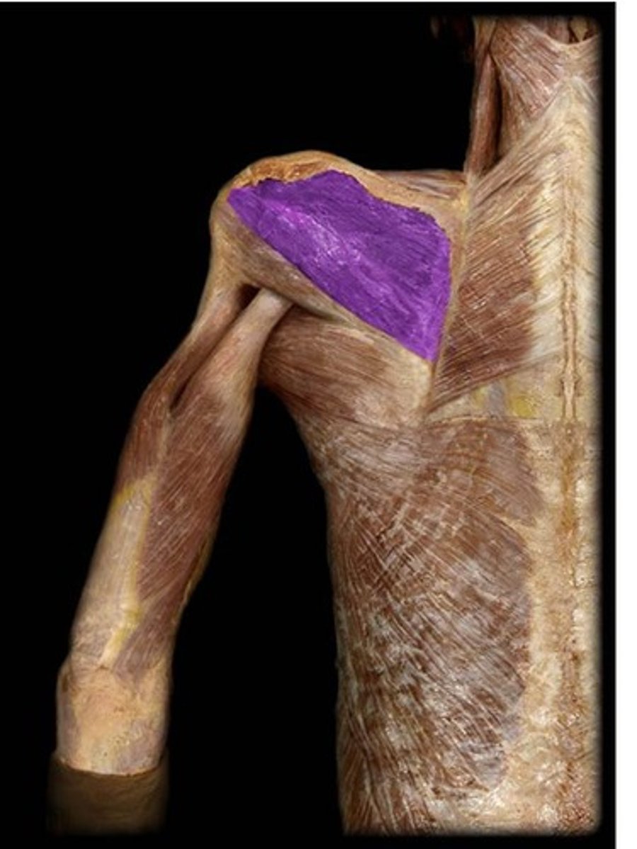 <p>rotates arm laterally</p><p>-suprascapular nerve</p>