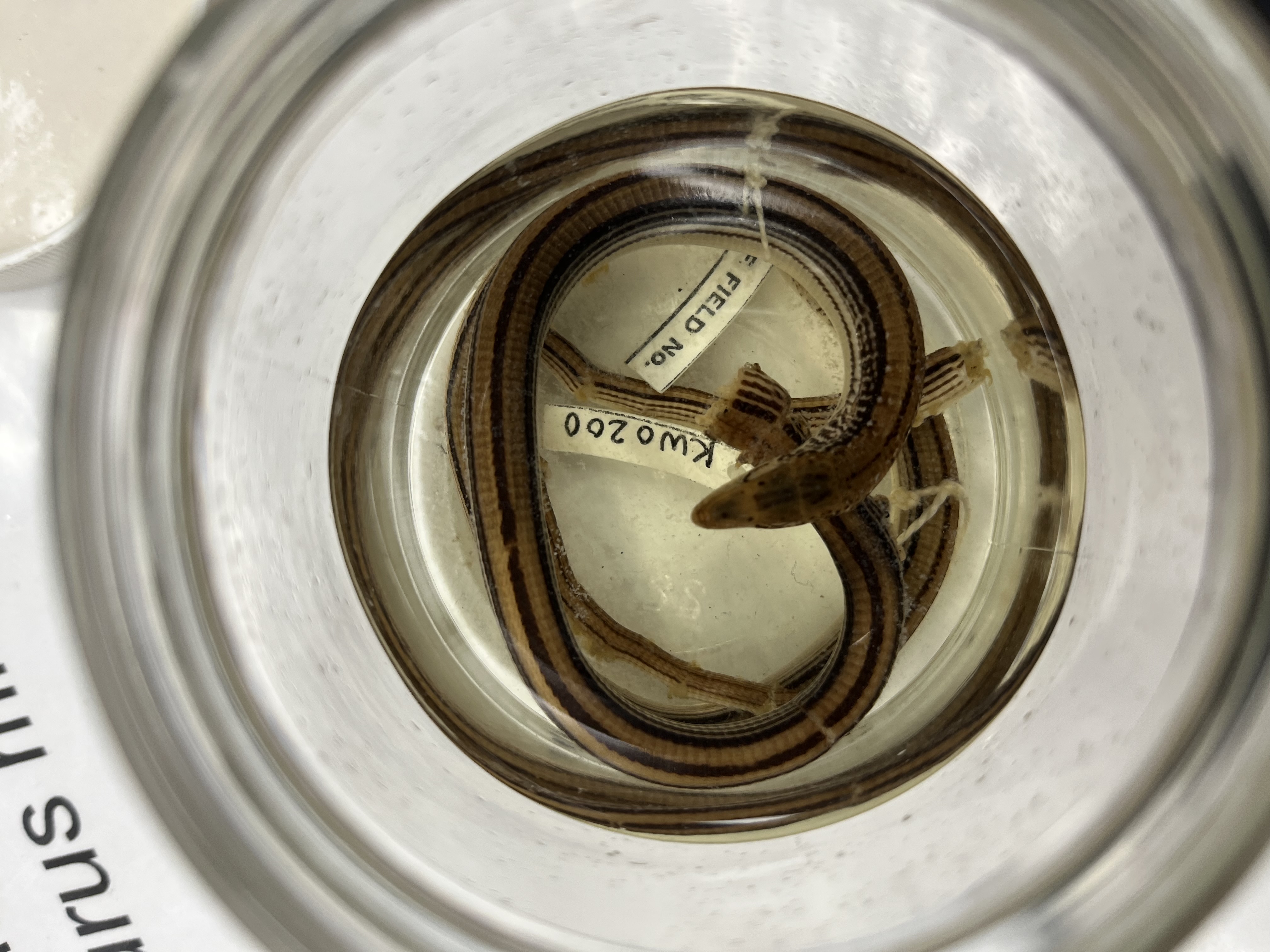 <ul><li><p>3 black lines go all the way down back</p></li><li><p>pointed head</p></li><li><p>no arms</p></li><li><p>very long</p></li><li><p>white spots</p></li></ul><p></p>