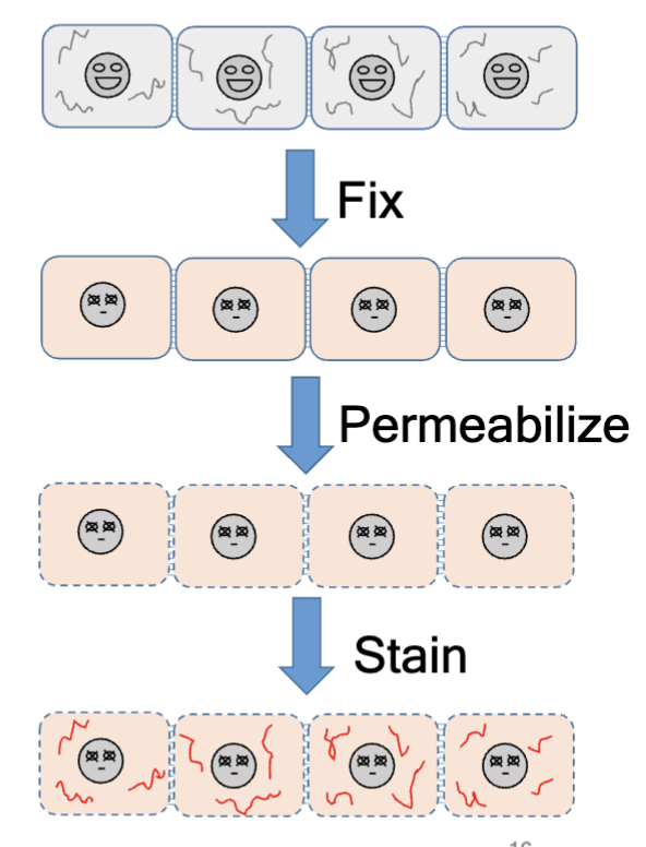 <p>when live imaging is not practice or possible (in vivo samples from animals or patients) use this; involves chemical cross-linking with formaldehyde or glutaraldehyde, or precipitation with alcohols (ethanol, methanol), or precipitation with acids</p>