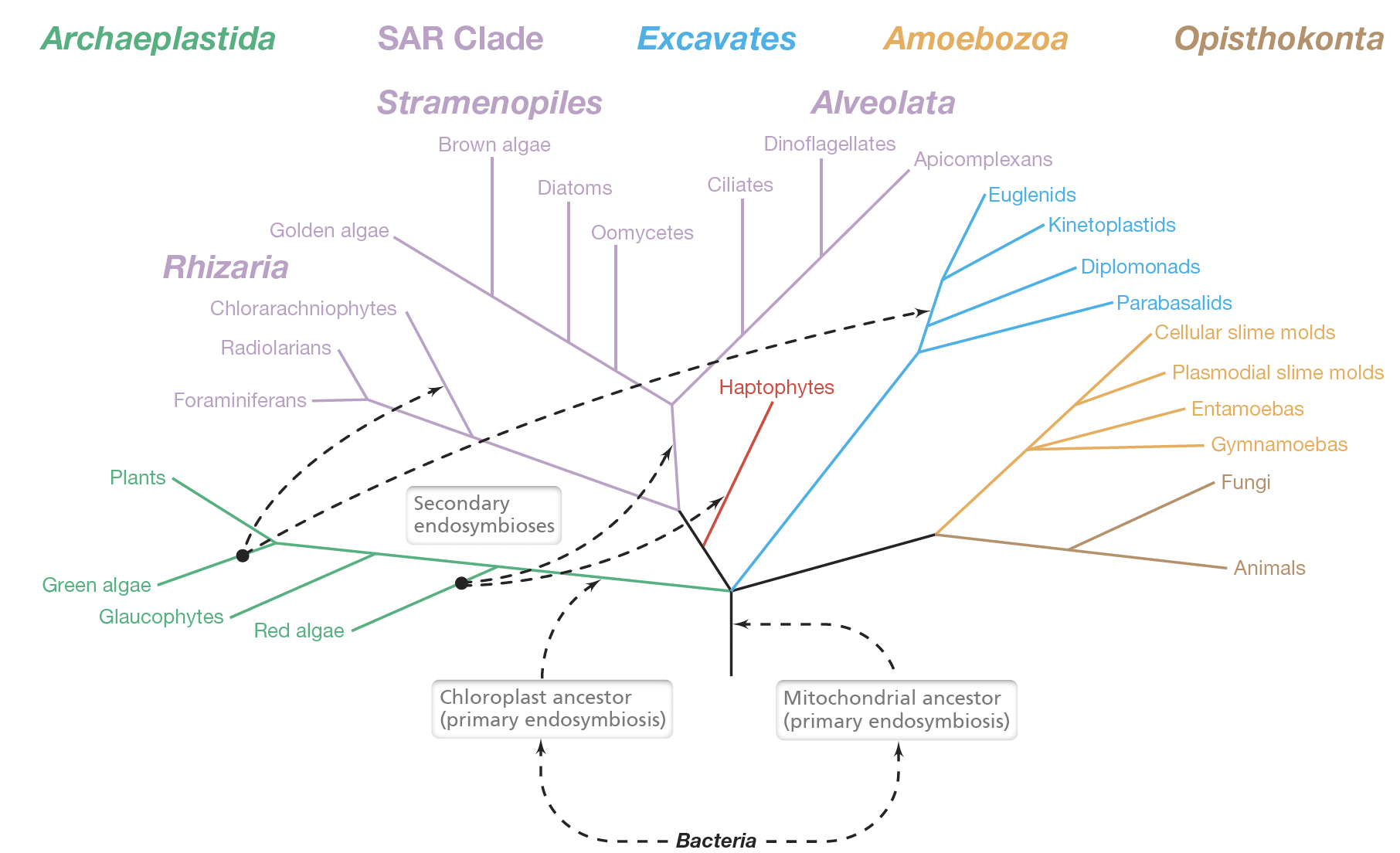 <ol><li><p><strong>Archaeplastida</strong></p></li><li><p><strong>Rhizaria</strong></p></li><li><p><strong>Chromalveolata</strong></p></li><li><p><strong>Excavata</strong></p></li><li><p><strong>Amoebozoa</strong></p></li><li><p><strong>Opisthokonta.</strong></p></li></ol><p>(ARCEAO)</p>