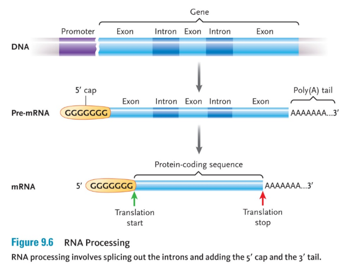 <p>RNA PROCESSING</p>