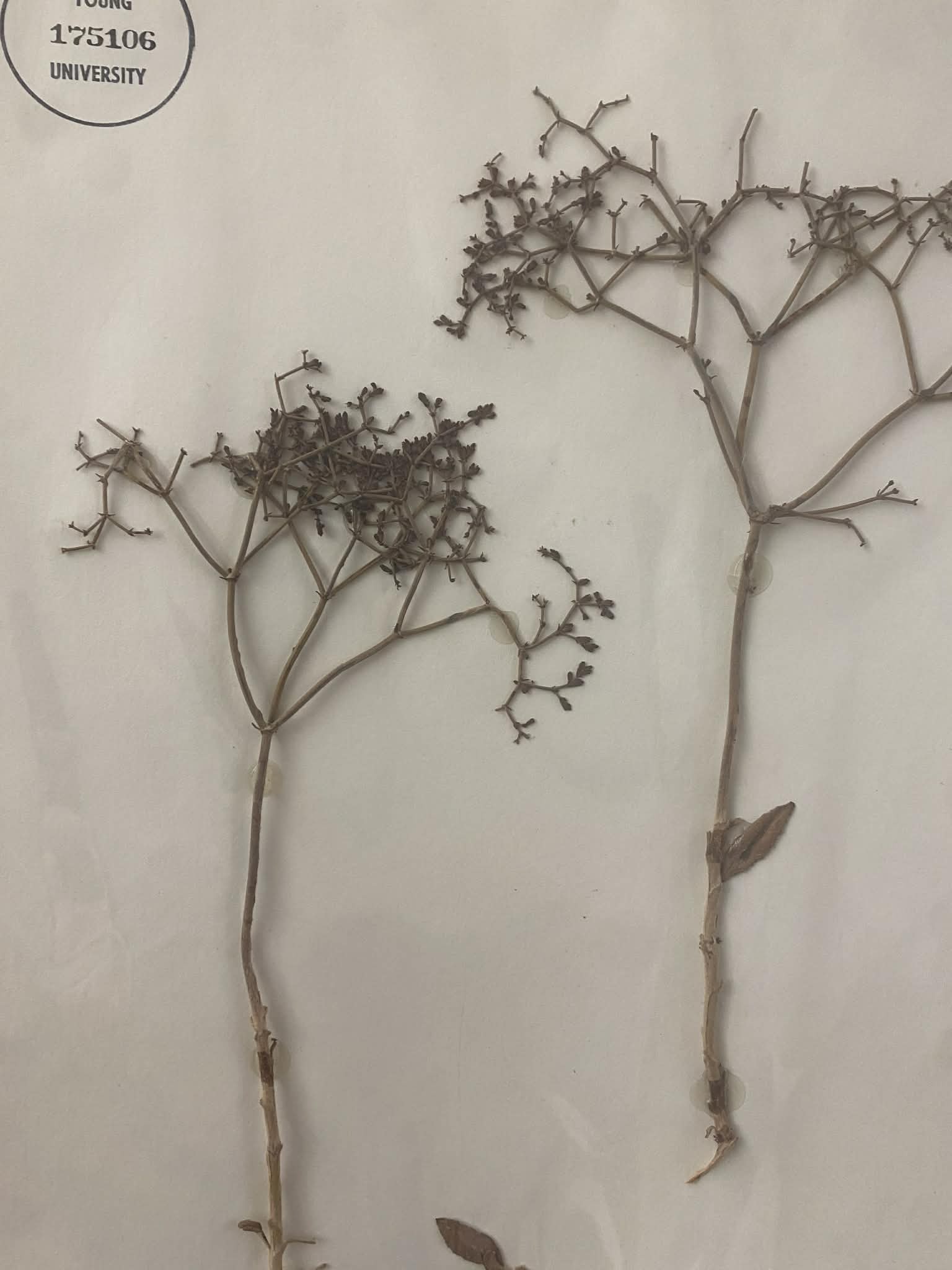 <p><strong>Polygonaceae, P, N, eriogonum corymbosum, corymb buckwheat</strong></p>