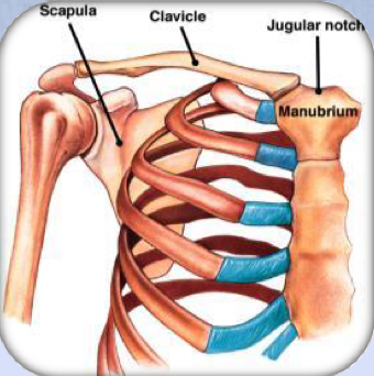 <p>Set of bones (clavicle and scapula) that attach the upper limb to the axial skeleton; provides a flexible shoulder joint.</p>