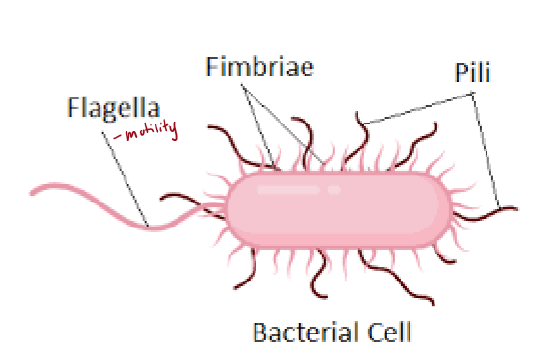 <p>What are fimbriae?</p>