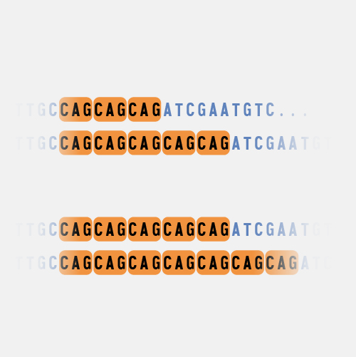<p>Tandem Repeats</p>