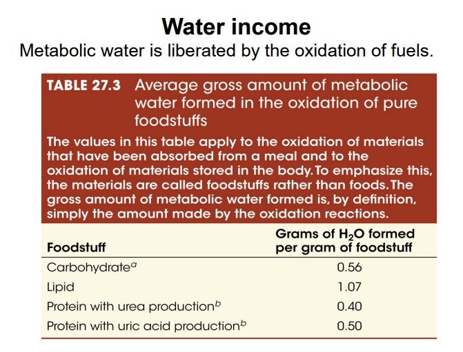 <ul><li><p><strong>Definition</strong>: Water produced by the oxidation of macronutrients (carbohydrates, lipids, proteins) during cellular respiration. This is a critical water source for animals in environments where free water is scarce.</p></li><li><p><strong>Average Gross Amount of Water Produced</strong> in the oxidation of foodstuffs (Table 27.3):</p><ul><li><p><strong>Carbohydrate</strong>: $$0.56$$ grams of H2O per gram of foodstuff</p></li><li><p><strong><mark data-color="yellow" style="background-color: yellow; color: inherit;">Lipid</mark></strong>: $$1.07$$ grams of H2O per gram of foodstuff (Lipids yield the most metabolic water due to their high hydrogen content).</p></li><li><p><strong>Protein with Urea</strong>: $$0.40$$ grams of H2O per gram of foodstuff</p></li><li><p><strong>Protein with Uric Acid</strong>: $$0.50$$ grams of H2O per gram of foodstuff</p></li></ul></li></ul><p></p>