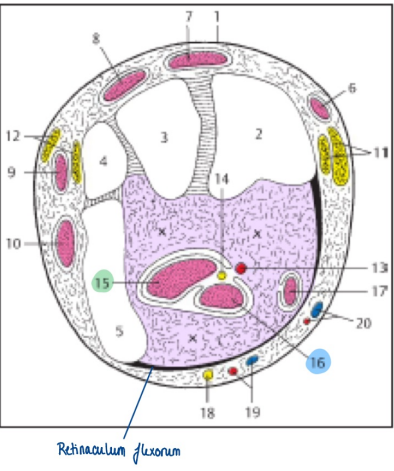 <p>Art. carpienne :<strong> Retinaculum flexorum</strong></p>