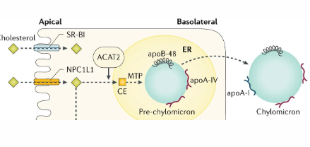 <p>NIEMANN-PICK TYPE C1-LIKE 1 receptor (NPC1L1):</p><p>- Apical side</p><p>- Binds cholesterol in intestinal lumen</p><p>Acyl-CoA cholesterol acyltransferase (ACAT):</p><p>- esterifies cholesterol to cholesteryl esters (CE)</p><p>Secretes CE in chylomicrons:</p><p>- chylomicrons comprised of lipids, proteins</p><p>- constructed in ER</p><p>- requires microsomal triglyceride transfer protein (MTP)</p>