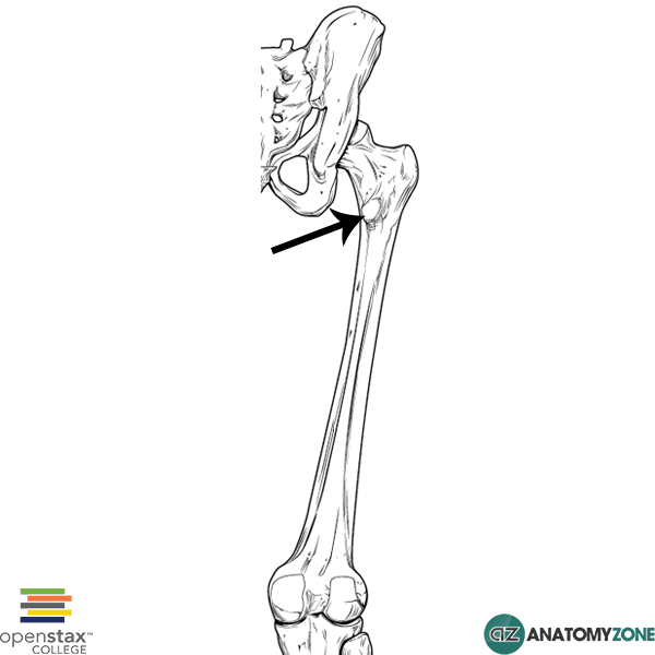 <p>bottom part of ridge after the neck of femur</p>