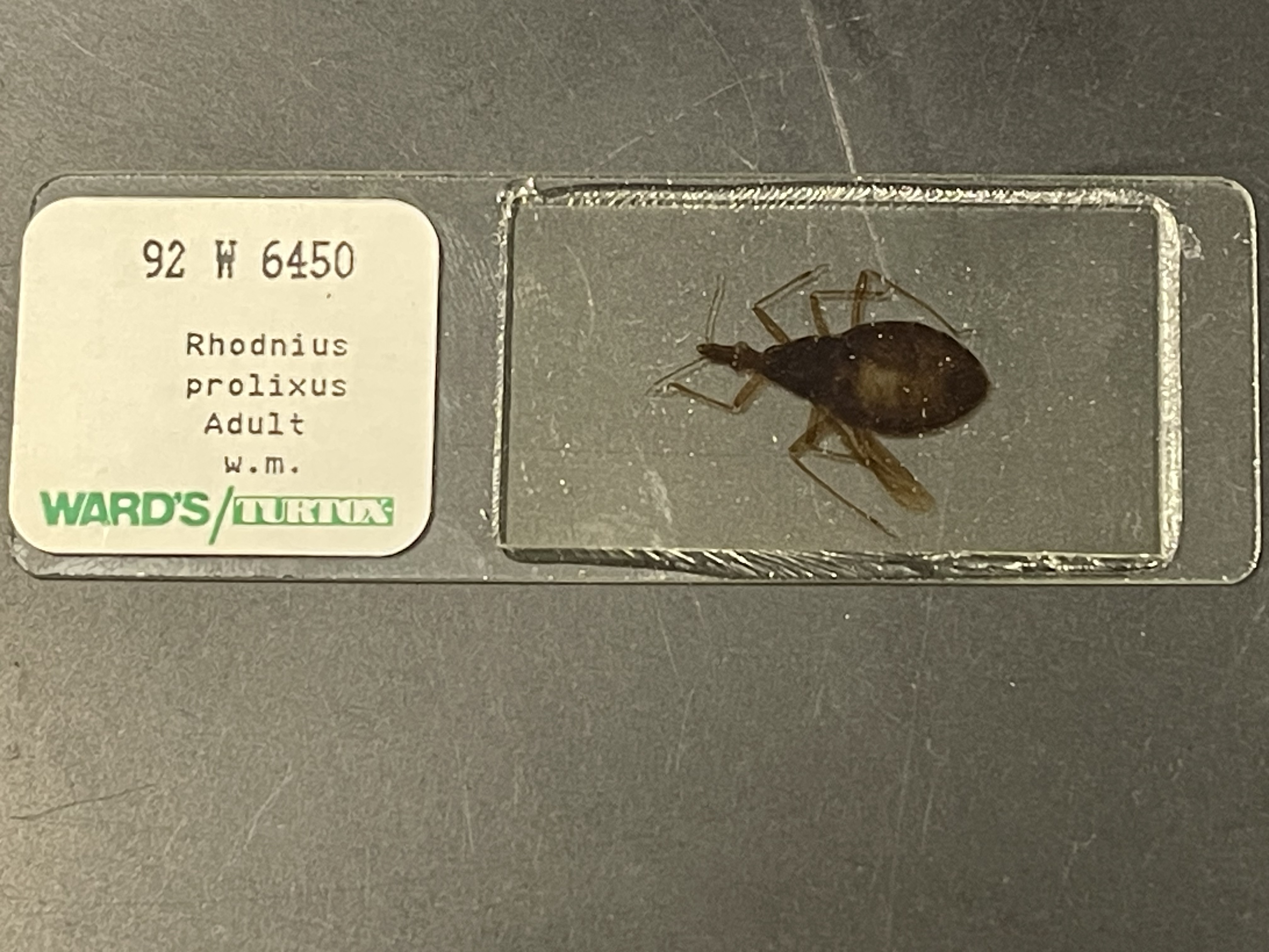 <ul><li><p>a species of true bug </p></li></ul>