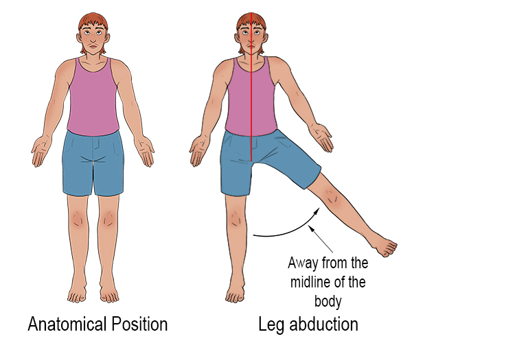 <p>the motion of a limb or appendage away from the midline of the body. In the case of arms, it is the movement of the arms away from the body within the plane of the torso</p>