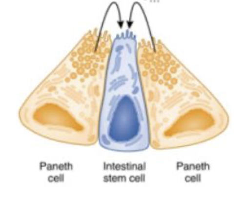 <p><strong>Where are Paneth cells located and what are the 2 types of signals they provide?</strong></p>