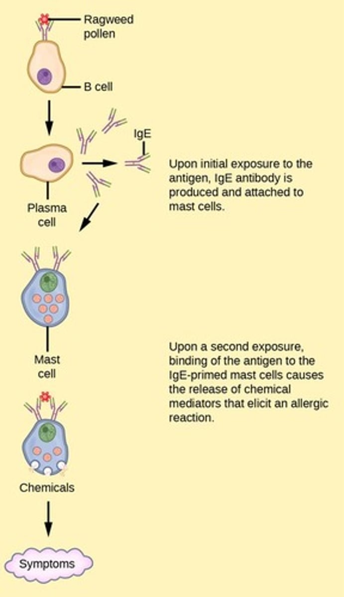 <p>When the immune system mistakenly recognizes self-antigens as foreign, leading to tissue damage.</p>