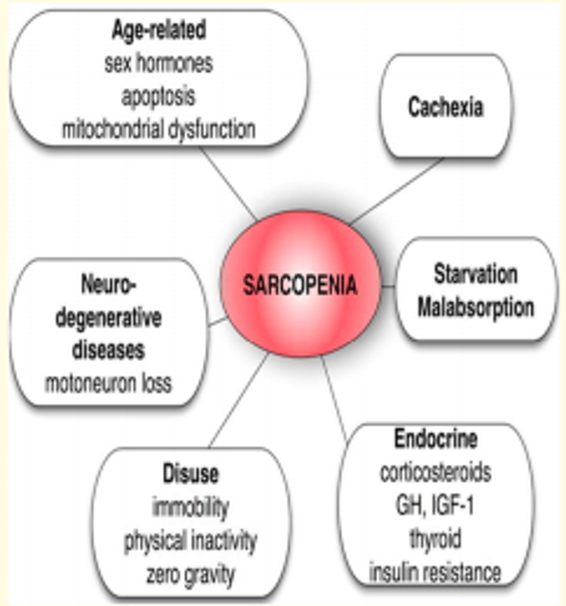 <p>- Muscle homeostasis is maintained in a delicate balance between new cell formation, hypertrophy and protein loss</p><p>- This balance is coordinated by the brain, endocrine system & immune system and is influenced by nutritional factors and levels of physical activity</p><p>- The adverse neurological, endocrine and immune components of frailty have the potential to upset this delicate homeostatic balance and accelerate the development of sarcopenia</p>