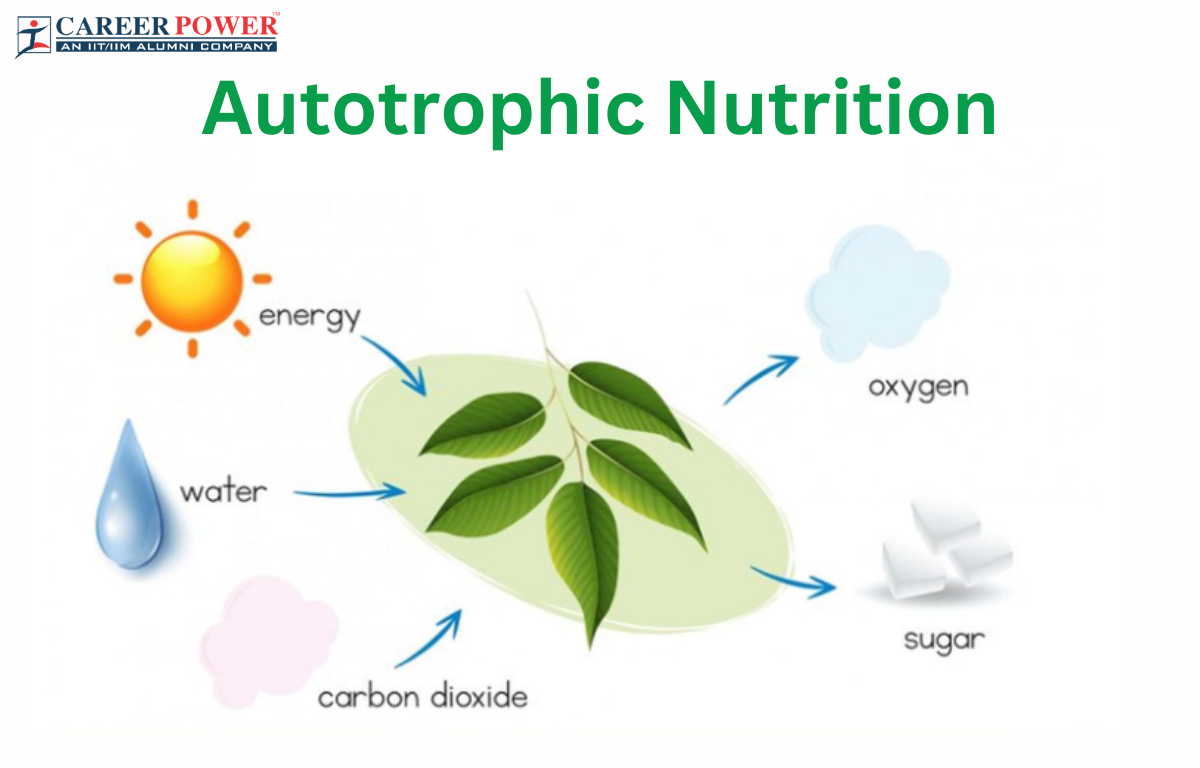 <p>Carbon dioxide and water are used as carbon sources. Sunlight is used as the energy source.</p>