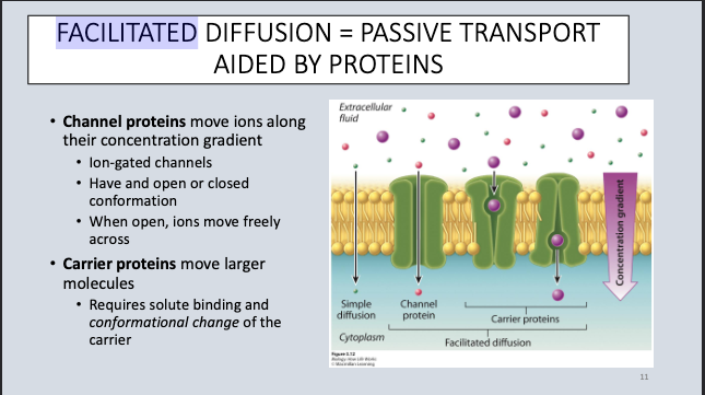<ul><li><p>Channel prteins</p></li><li><p>Carrier proteins</p></li></ul><p></p>
