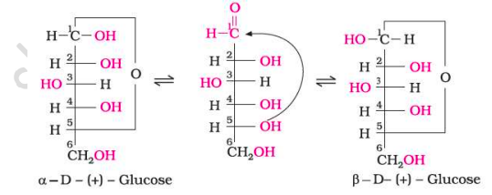 <p><strong>But this open chain structure cannot explain the following observations:</strong></p><ol><li><p>Glucose does not react with 2,4-Dinitrophenyl hydrazine, Schiff’s reagent, and with NaHSO₃.</p></li><li><p>The pentaacetate of glucose does not react with hydroxylamine, indicating the absence of a free —CHO group.</p></li><li><p>The existence of two different crystalline forms of glucose - (α and β form).</p></li></ol><ul><li><p>In order to explain the above, it was proposed that one of the —OH groups may add to the —CHO group and form a cyclic hemi-acetal structure. The —OH at C₅ is involved in ring formation (1,5-oxide ring).</p></li><li><p>Thus, the two cyclic forms exist in equilibrium with the open chain structure.</p></li></ul><p></p>