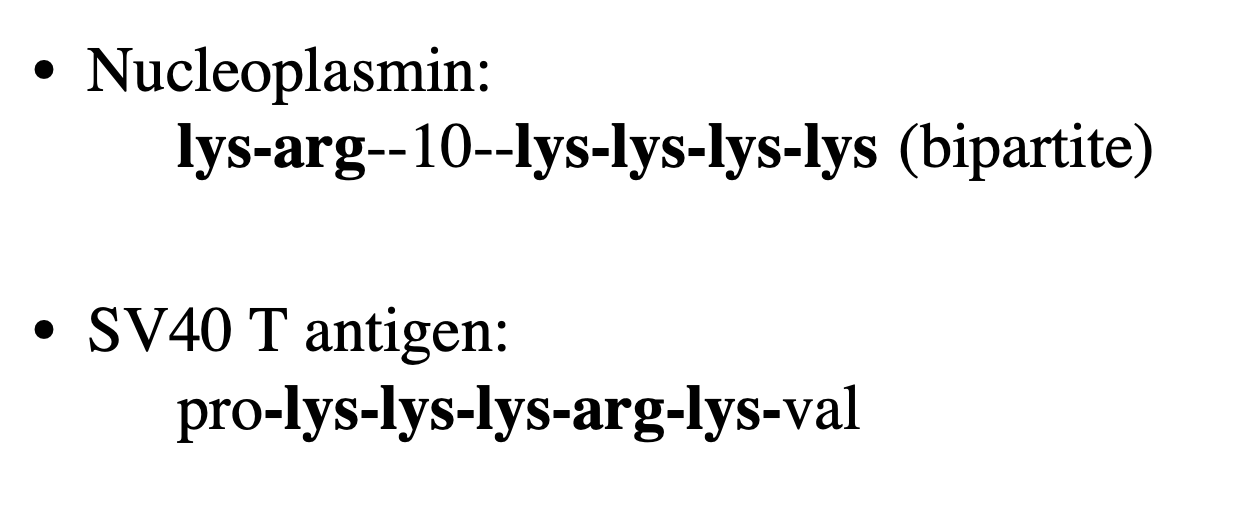 <ol><li><p>proteins localisaing to the nucleus</p><ul><li><p>e.g nucleoplasmin and SV40 large T antigen</p></li></ul></li><li><p>contain small peptide motifs that cause their import</p></li><li><p>when fused to other non-nuclear proteins (E.g BSA)→ cause nuclear accumulation of the fusion protein</p><ul><li><p>bind to specific carrier proteins terms importins (karyopherin in yeast)</p></li></ul></li></ol><p></p><ul><li><p>highly conserves and can be transferred into other things→ causes ther things to be transported across</p></li><li><p>But can be species specific→ e.g bird flue cannot be transported as well across the human nucleus as human flu can be</p></li></ul><p><em>Forms INTEGRAL part of the protein</em></p>