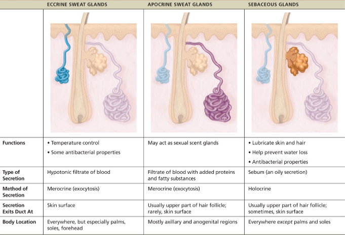 <ul><li><p>axillary &amp; anogenital areas; <strong>larger</strong>; ducts empty into follicles</p></li><li><p>lies deeper in dermis</p></li><li><p>are also merocrine glands</p></li><li><p>same as sweat but with fatty substances and some proteins -odorless until decomposed by skin bacteria leading to body odor</p><ul><li><p>viscous with mily/yellowish color</p></li></ul></li><li><p>begin functioning at puberty due to androgrens </p></li><li><p>activated by SNS in times of stress</p></li></ul><p></p>