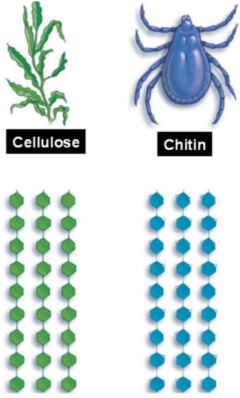 <ul><li><p>Cellulose</p></li><li><p>Chitlin</p></li></ul>