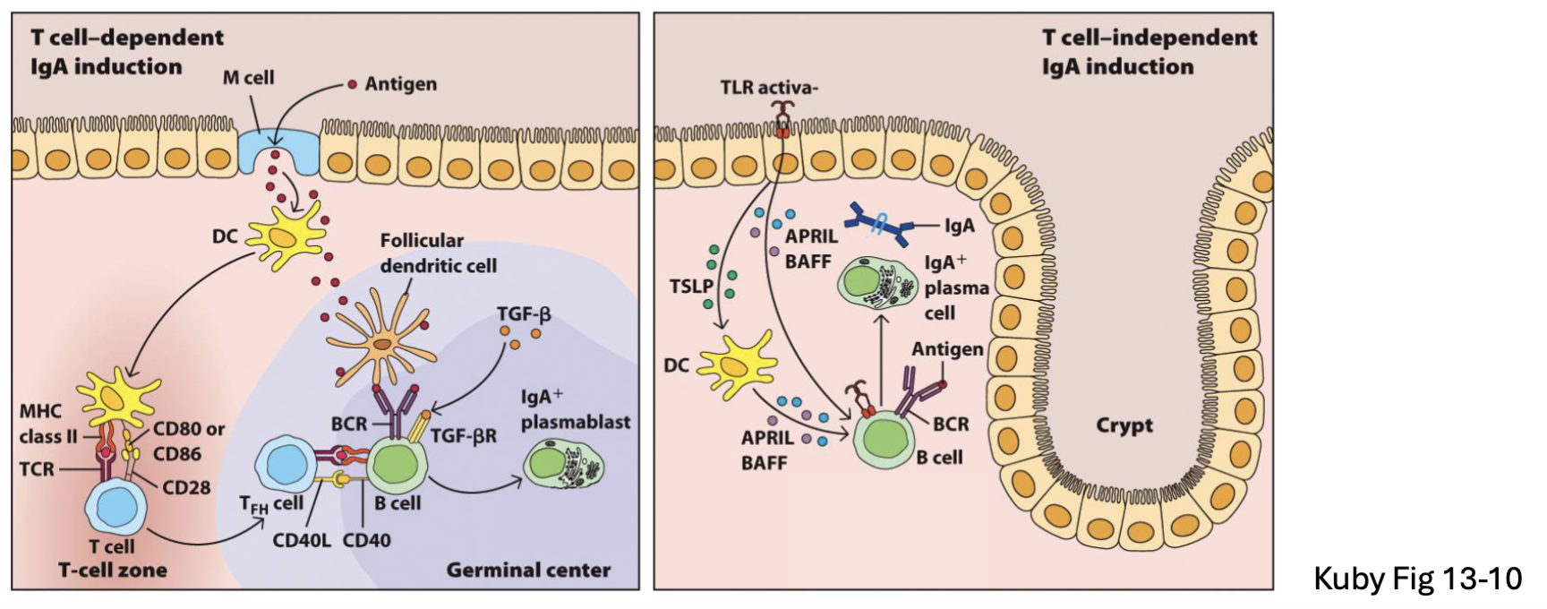<p><span><span>Plasma cells in intestine generate IgA (and some IgM, IgG)</span></span></p><ul><li><p><span><u><span>B2 B cells (T-dependent</span></u><span>): </span><strong><span>TGFβ</span></strong><span> → IgA class switch in Peyer’s patch or MLN</span></span></p></li><li><p><span><u><span>B1 B cells (T-independent</span></u><span>): </span><strong><span>APRIL</span></strong><span> and </span><strong><span>BAFF</span></strong><span> → IgA in lamina propria or isolated lymphoid follicles (faster but lower affinity)</span></span></p></li></ul><p></p><p>APRIL and BAFF: cytokines</p><p>T-independent lower affinity (no affinity maturation)</p>
