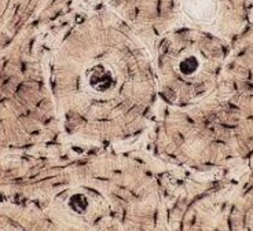 <p>what type of tissue is this?</p>