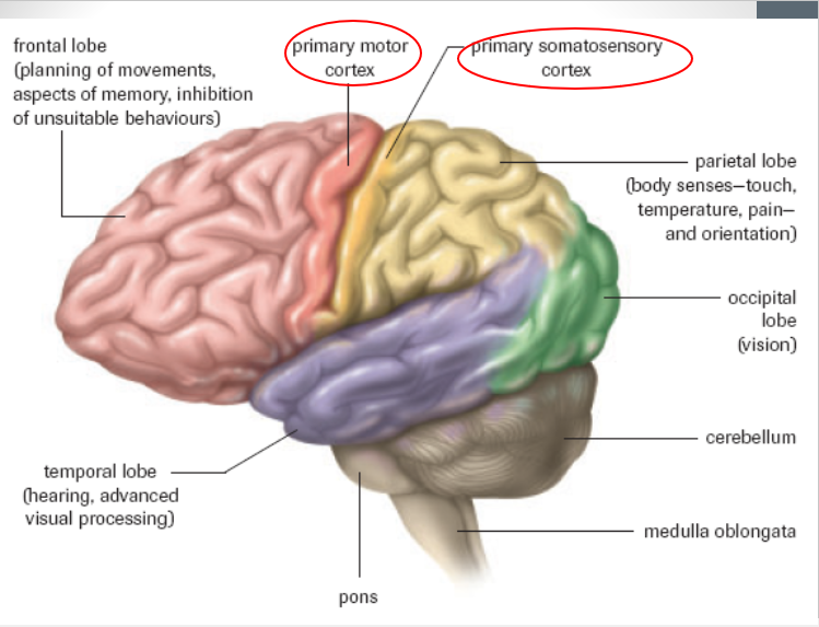 <p>associated with <strong>touch and temperature</strong> awareness from the skin</p><p>linked to <strong>emotions and interpretations of language</strong></p><p>body senses &amp; orientation</p>