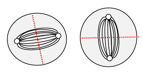 <p>determined by the position of the mitotic spindle (perpendicular)</p>