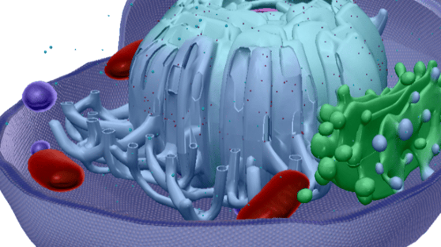 <p>Makes protein</p>