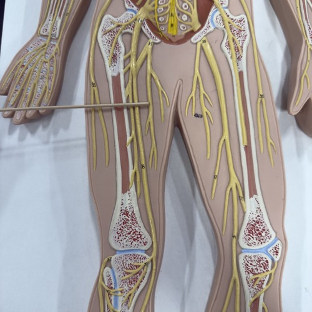 <p>Identify the nerve.</p>