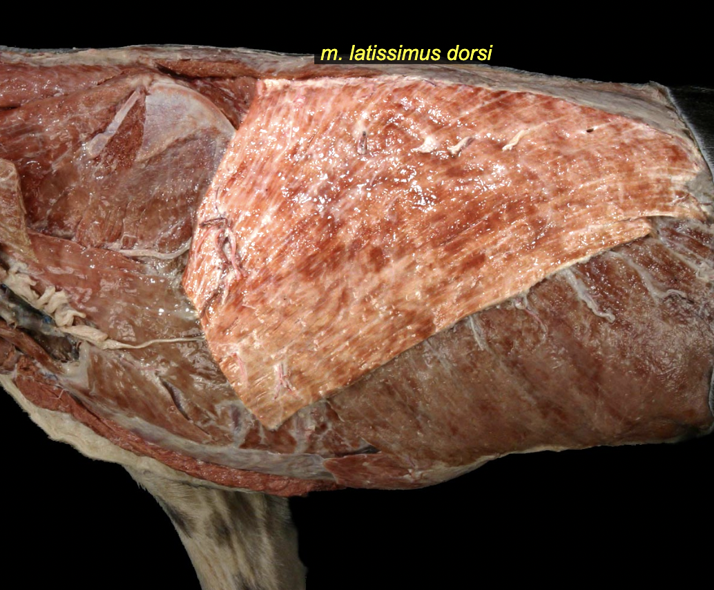 <p>Latissimus dorsi m.</p>