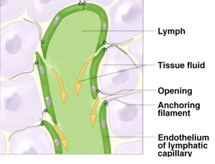 <p>lymph</p>