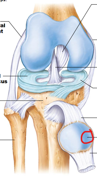 <p>A small, flat bone that sits in front of the knee joint and helps protect the joint while assisting with leg movement.</p>